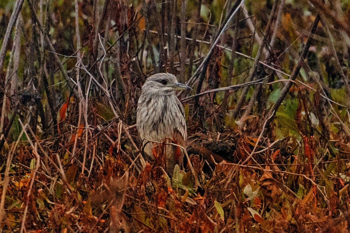 Black-crowned Night Heron - ML612375370