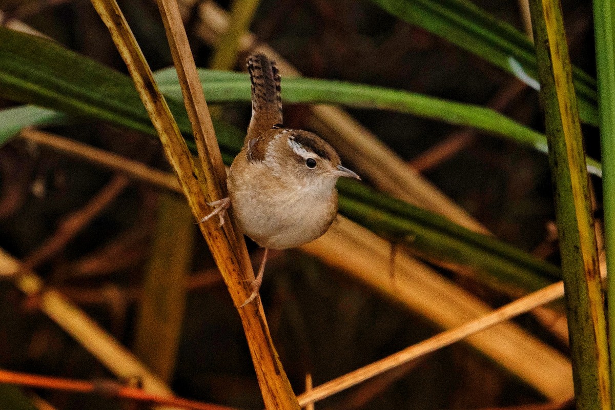 Marsh Wren - Matthew Crittenden