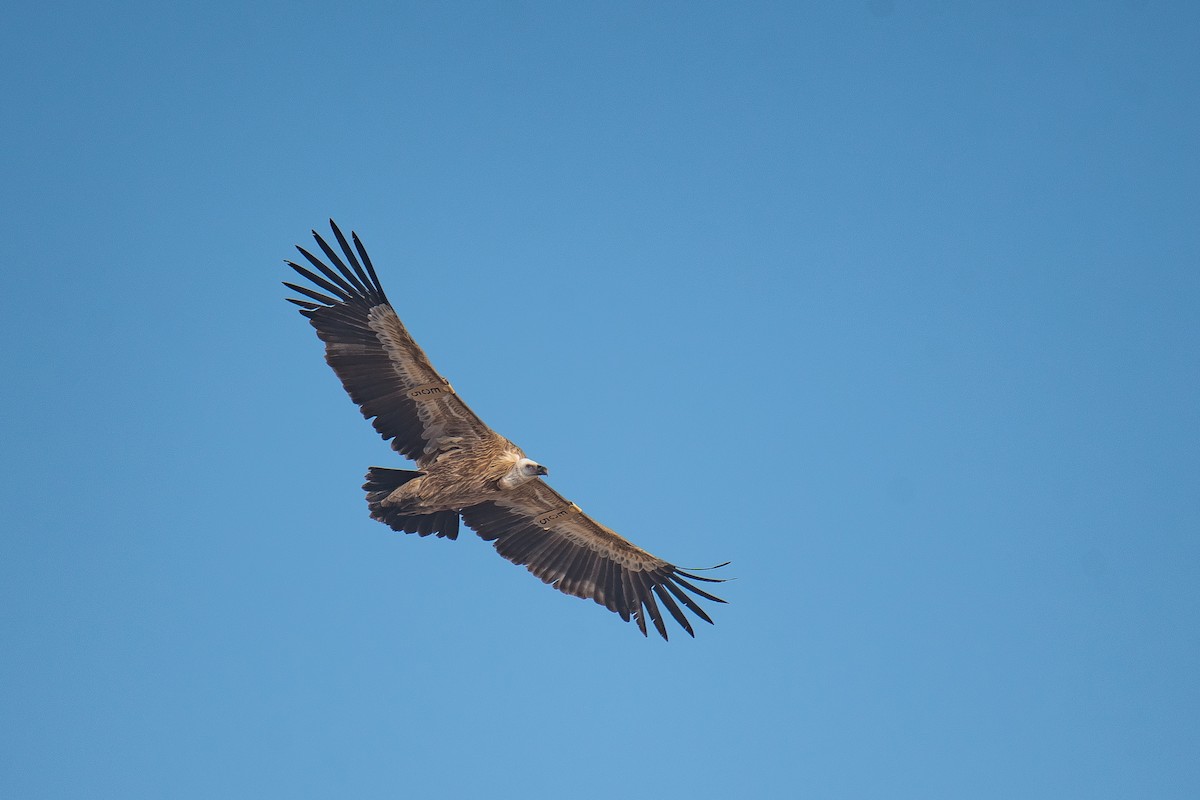 Eurasian Griffon - Yonatan Gordon