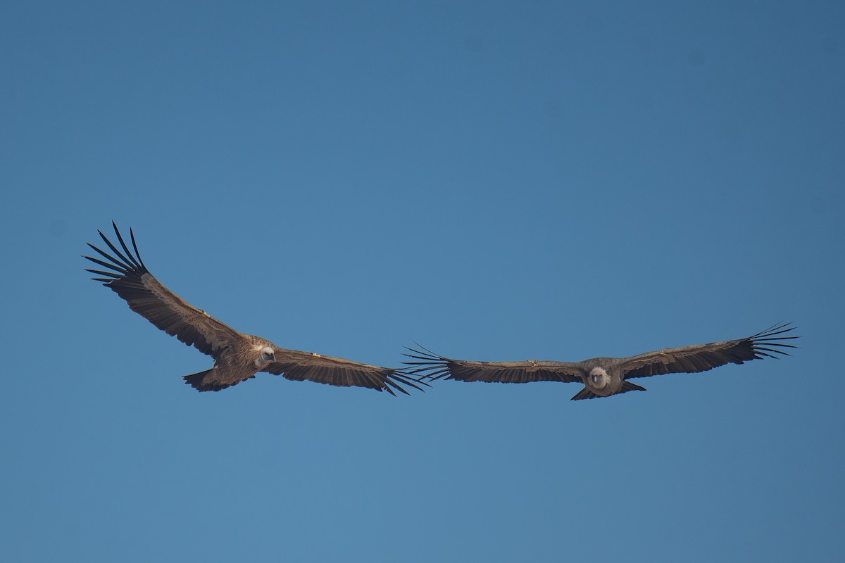 Eurasian Griffon - ML612375461