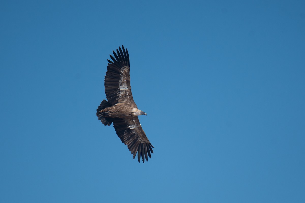 Eurasian Griffon - ML612375462