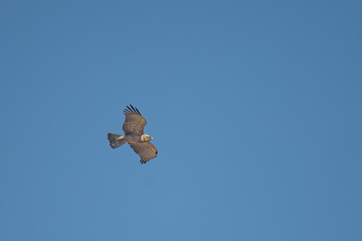 Short-toed Snake-Eagle - Yonatan Gordon