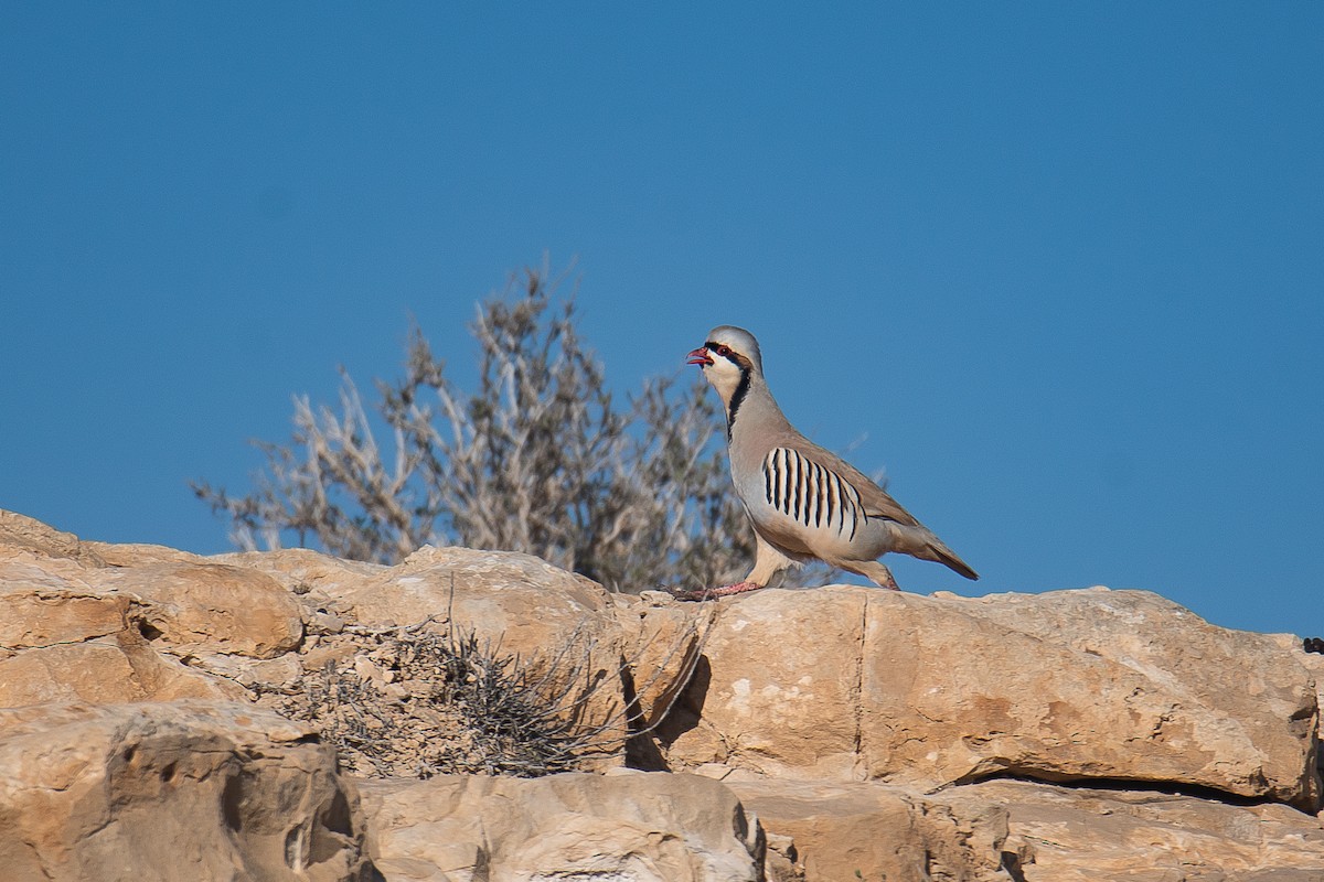 Chukar - Yonatan Gordon