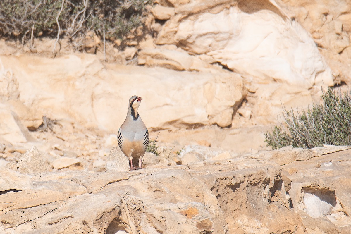 Chukar - Yonatan Gordon