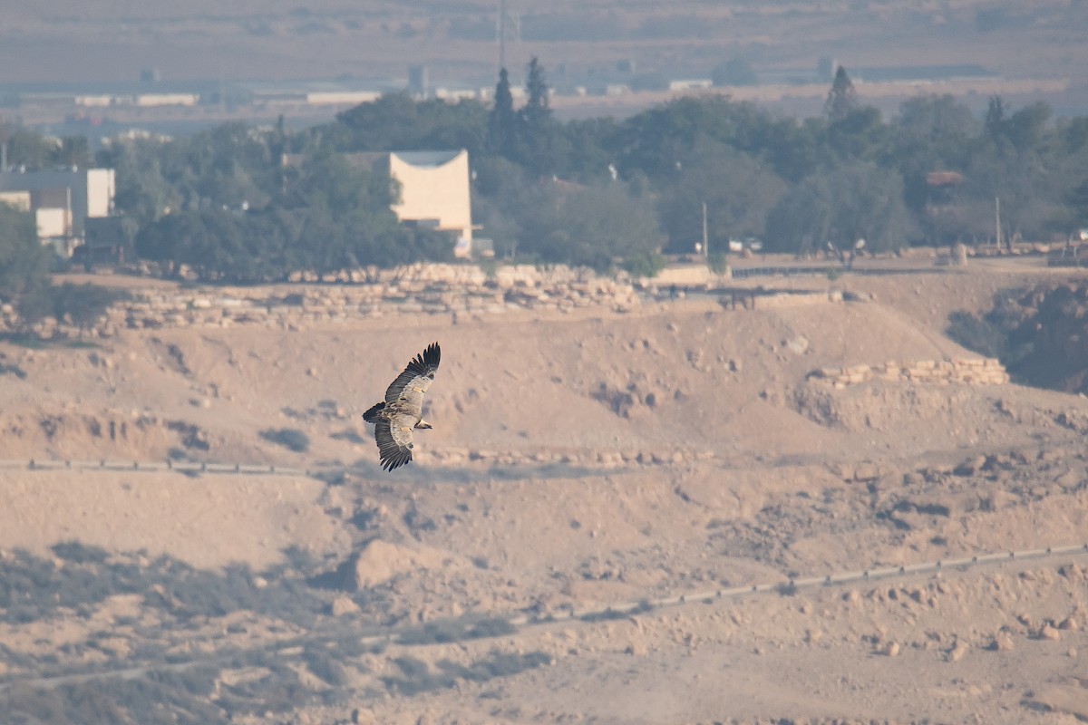 נשר מקראי - ML612375478