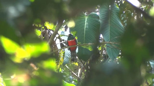 Collared Trogon - ML612375493