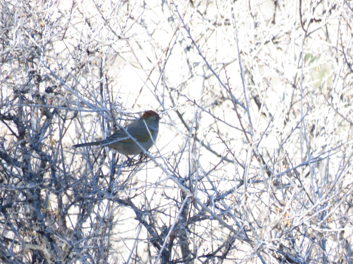 Green-tailed Towhee - ML612375661