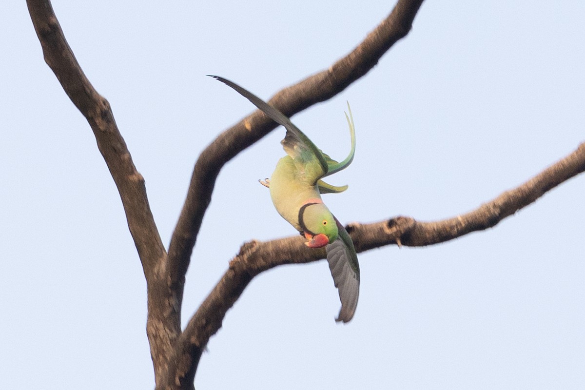 Alexandrine Parakeet - ML612375713