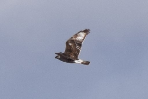 Ferruginous Hawk - ML612375978