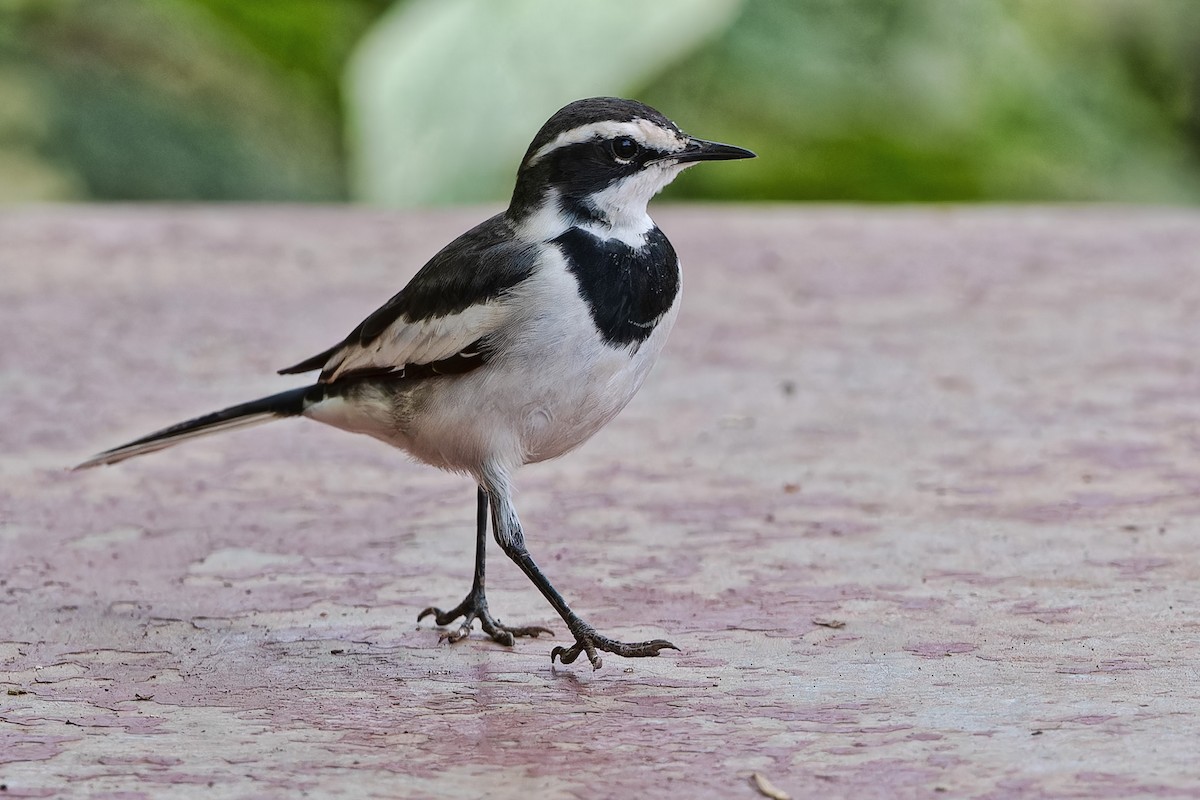 Lavandera Africana - ML612376029