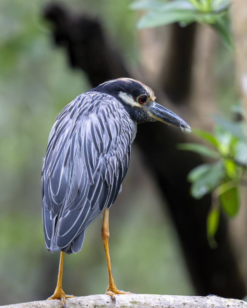 Yellow-crowned Night Heron - ML612376086