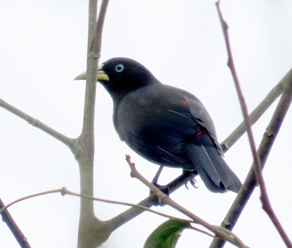 Scarlet-rumped Cacique (Pacific) - ML612376154