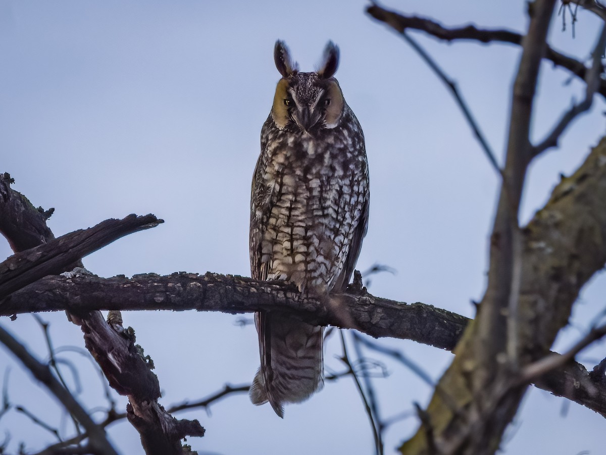 Long-eared Owl - ML612376175