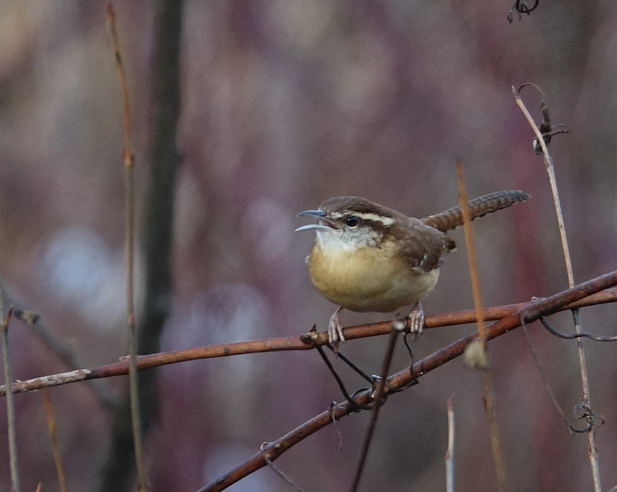 Carolina Wren - ML612376186