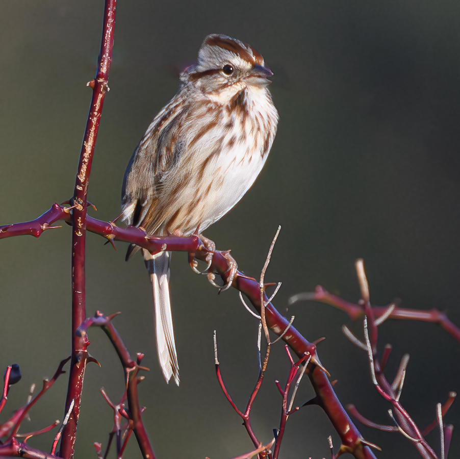 Song Sparrow - ML612376236