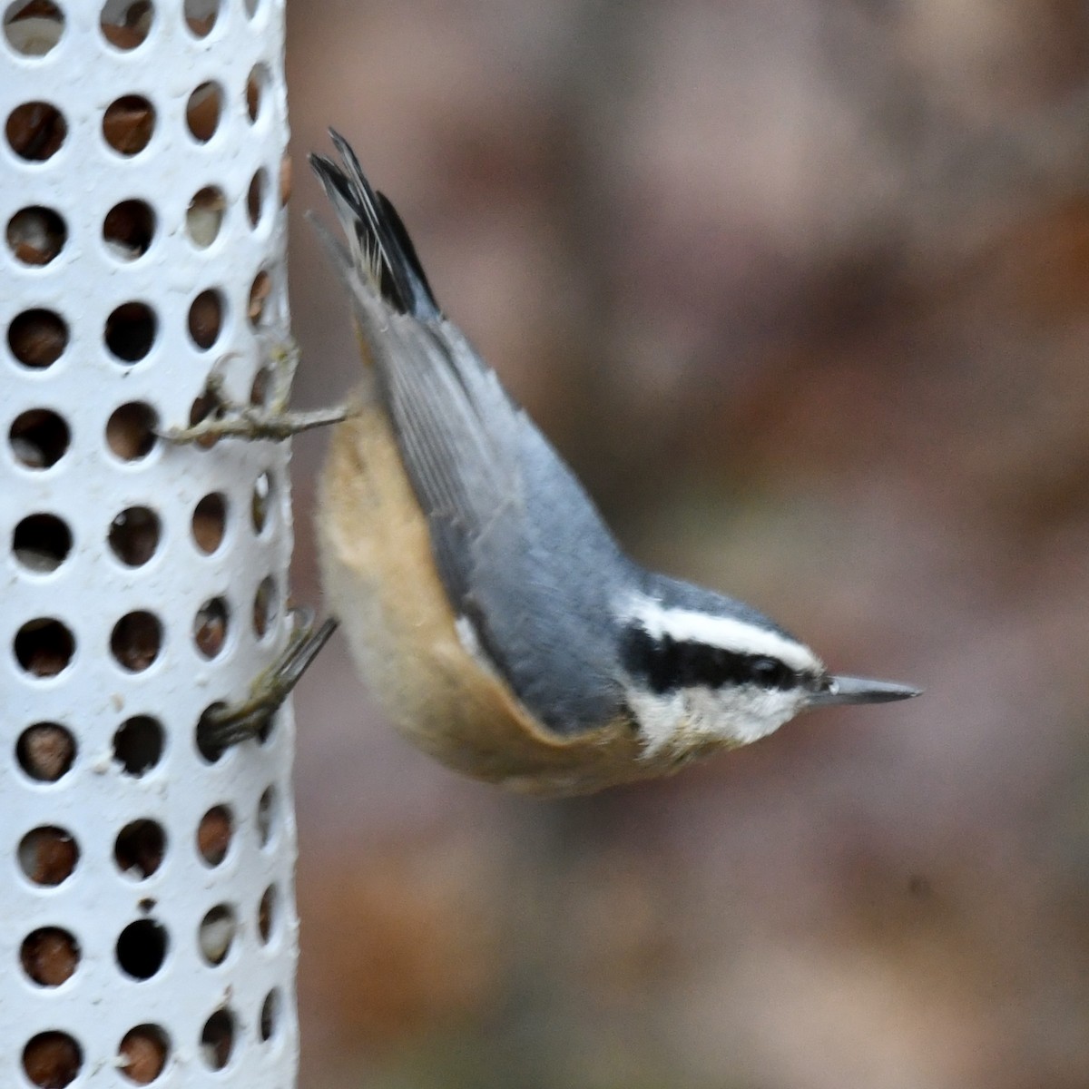 Red-breasted Nuthatch - Michael Hatton