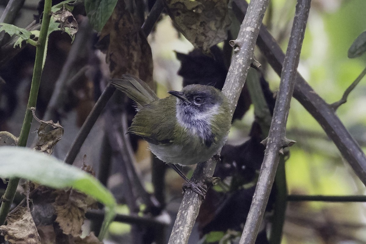 Black-faced Apalis - Sayam U. Chowdhury