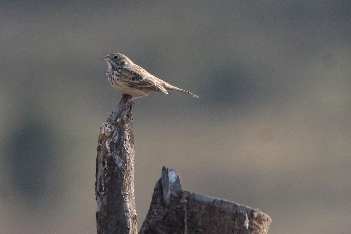 Vesper Sparrow - ML612376322