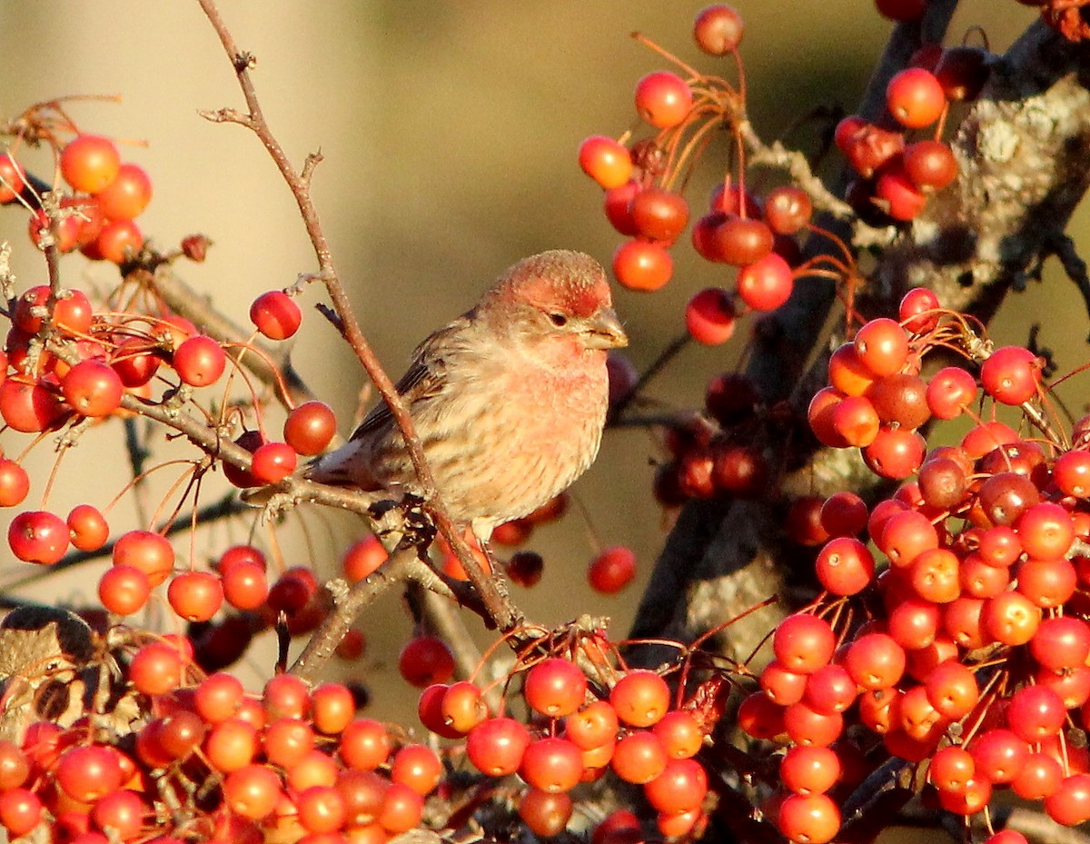 House Finch - ML612376406