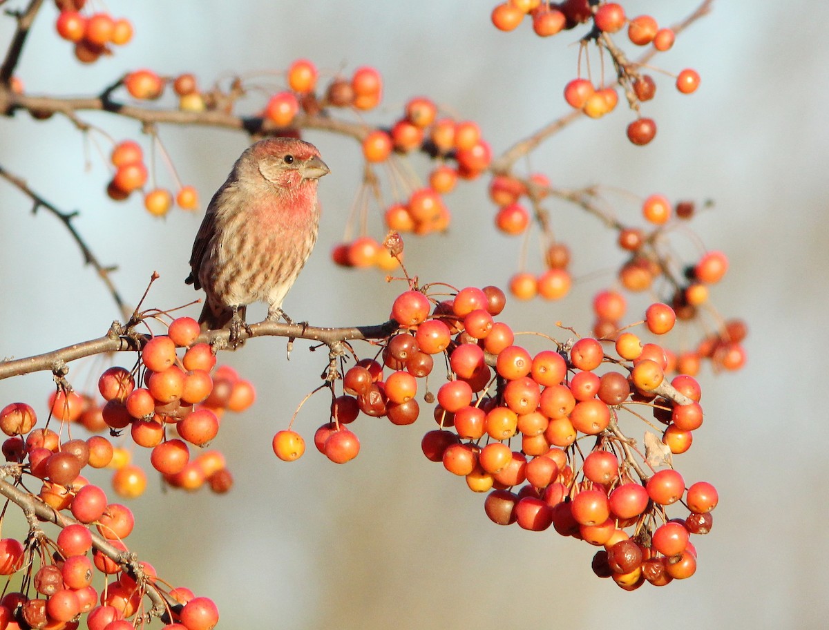 House Finch - ML612376427