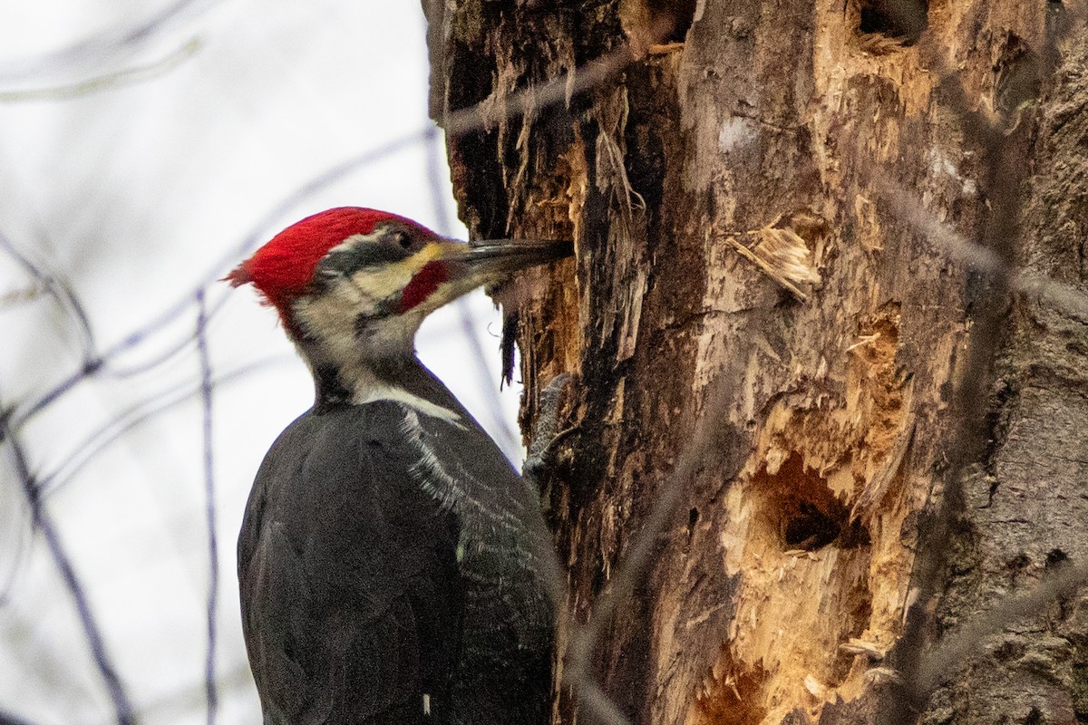 Pileated Woodpecker - ML612376433