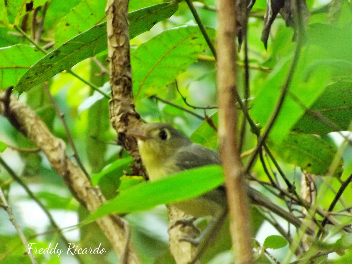 Cuban Vireo - ML612376469