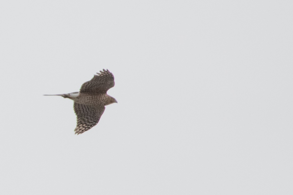 Cooper's Hawk - ML612376480