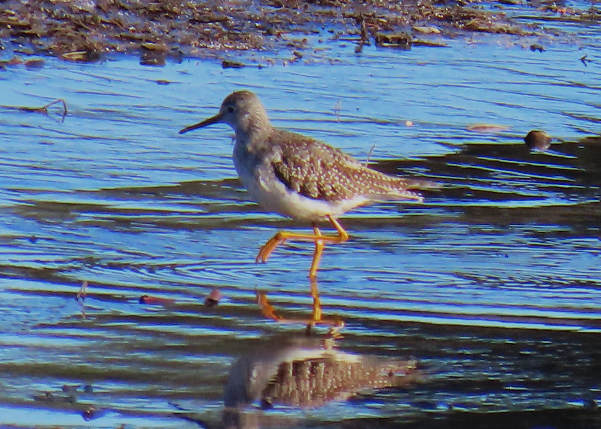 Lesser Yellowlegs - ML612376485