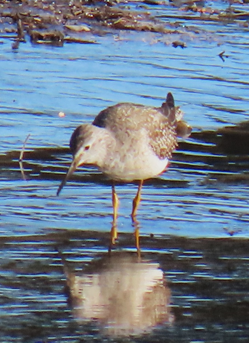 Lesser Yellowlegs - ML612376493