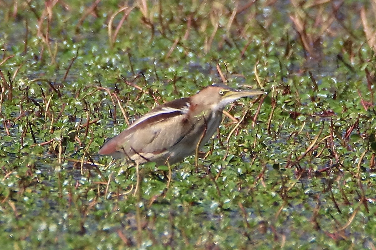 Least Bittern - ML612376499