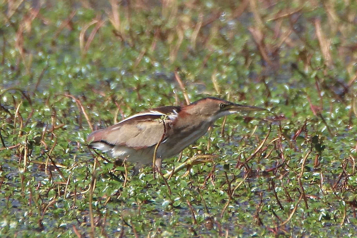 Least Bittern - ML612376506