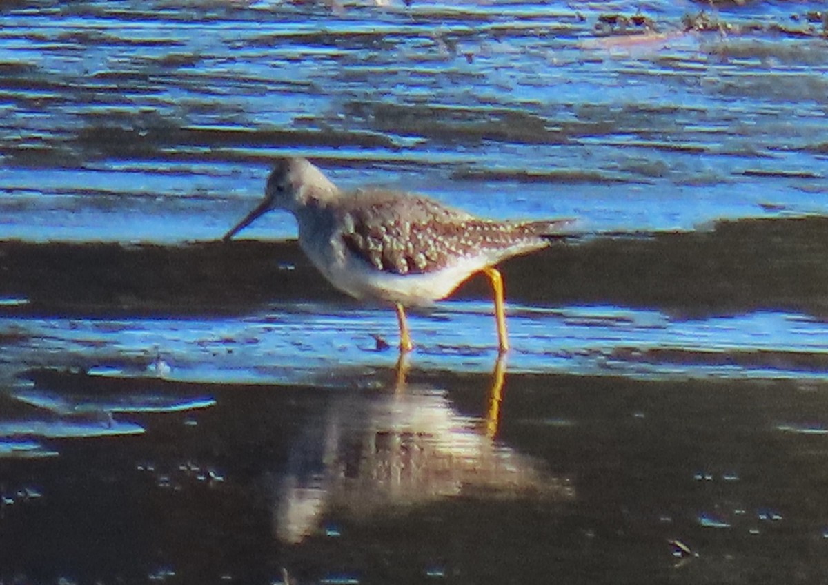 Lesser Yellowlegs - ML612376524