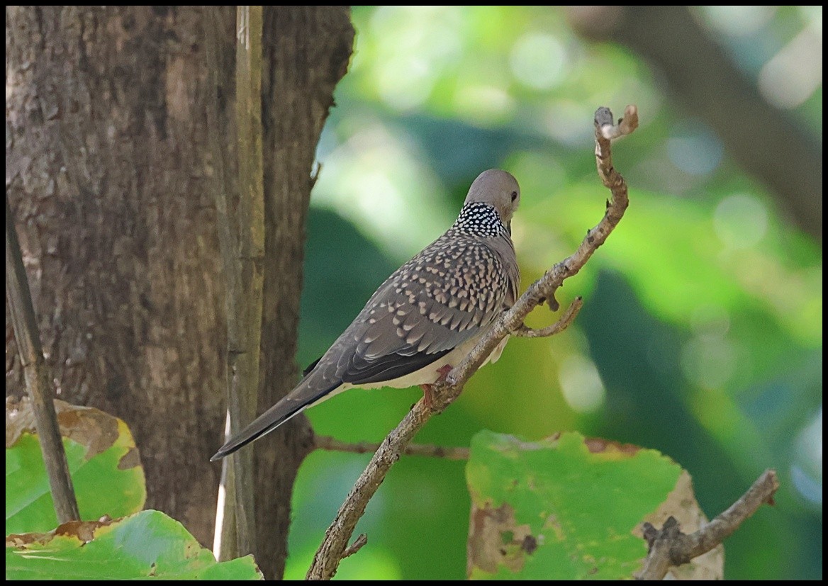 Spotted Dove - ML612376556