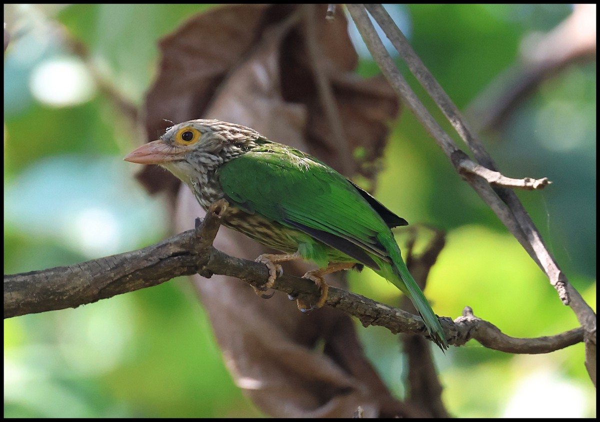 Lineated Barbet - ML612376615