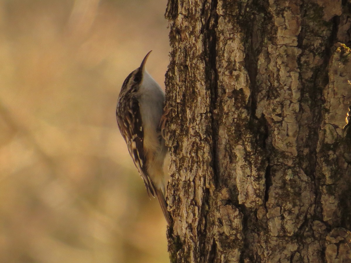 Brown Creeper - ML612376664