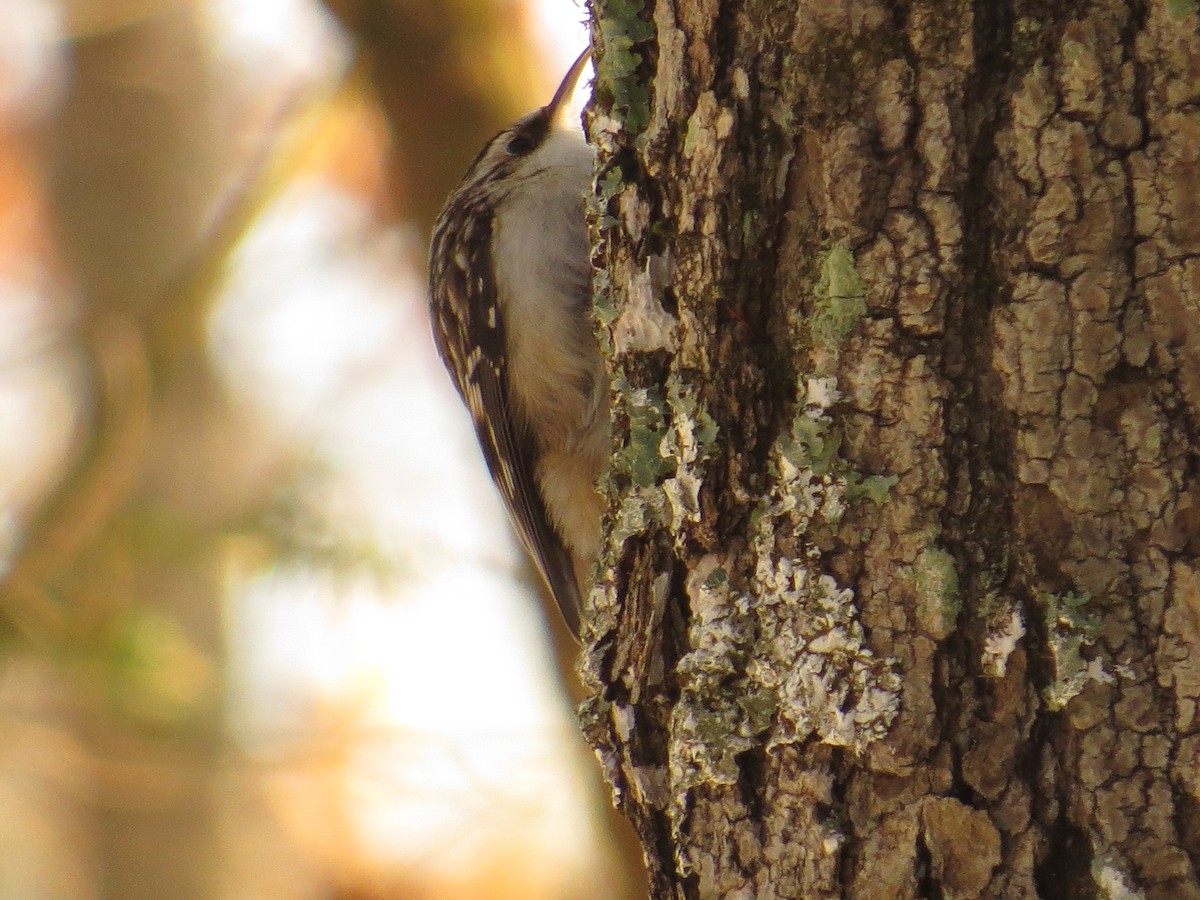 Brown Creeper - ML612376665