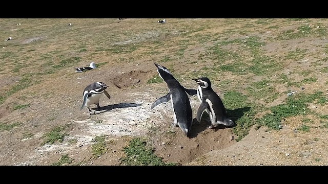 Pingüino Magallánico - ML612376693