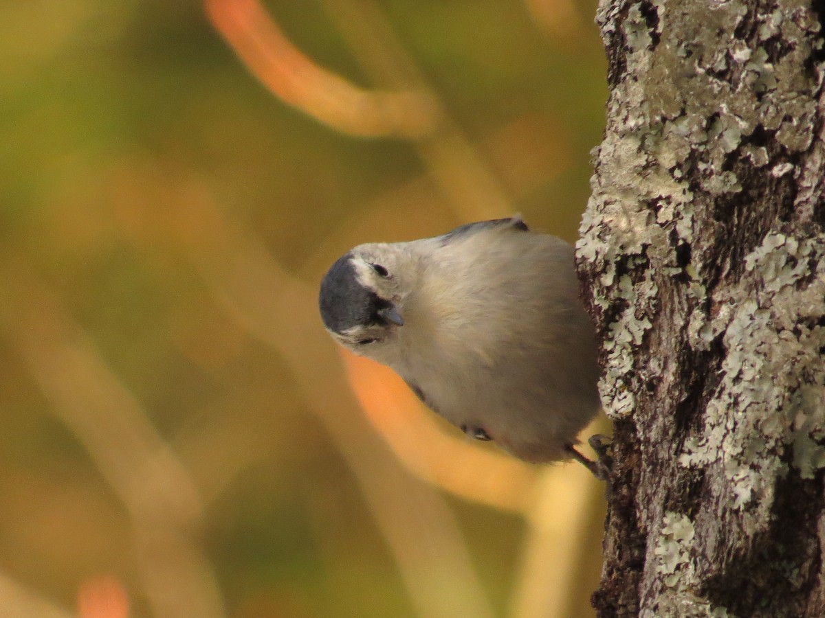 White-breasted Nuthatch - ML612376695