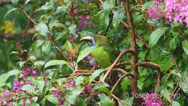 Toucanet émeraude - ML612376716