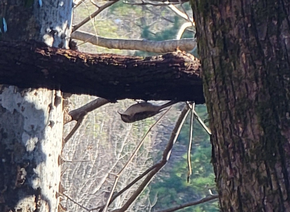 Brown Creeper - ML612376744