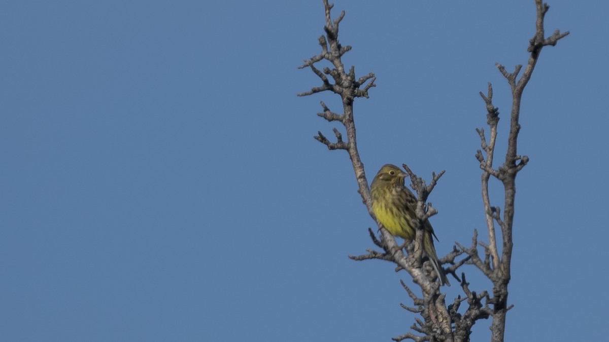 Yellowhammer - ML612376752