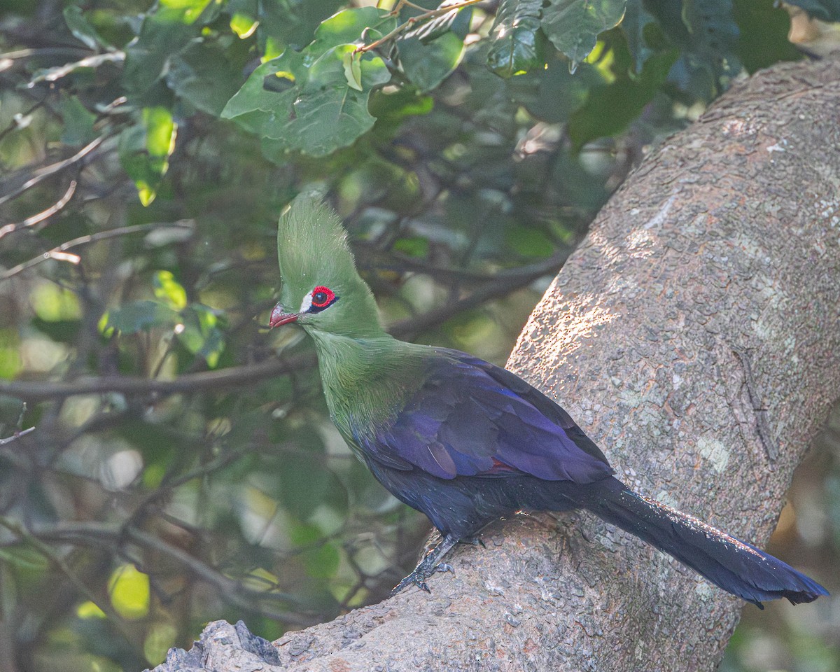 Guinea Turaco - ML612376762