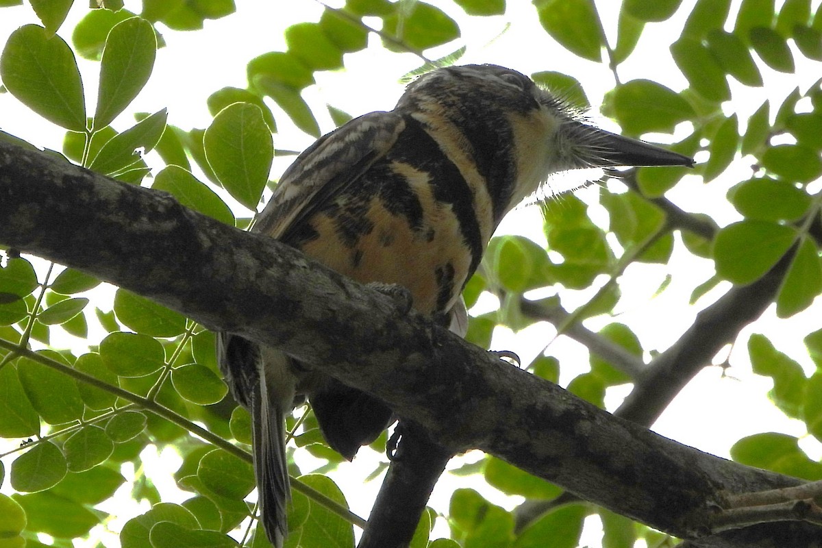 Two-banded Puffbird - ML612376795