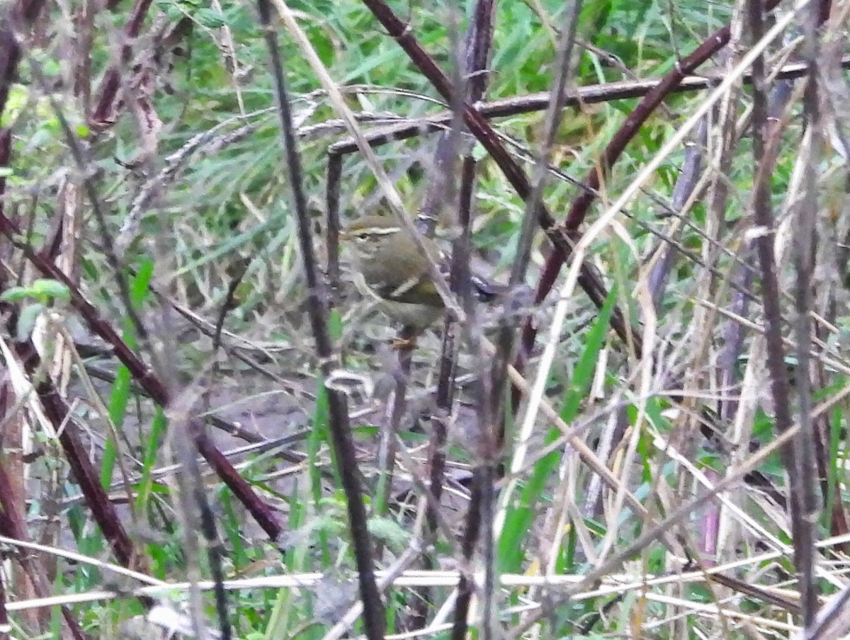 Yellow-browed Warbler - kevin tarrant