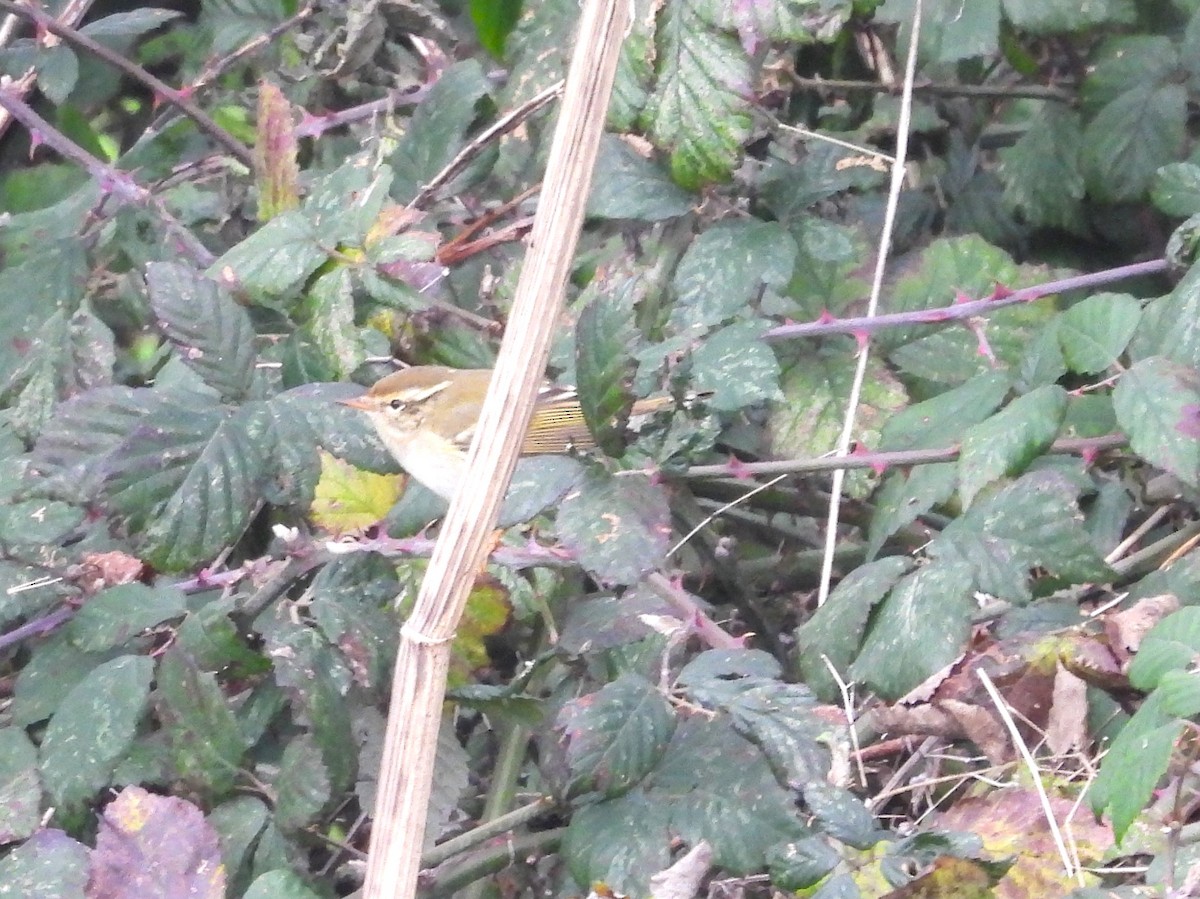 Yellow-browed Warbler - ML612376809