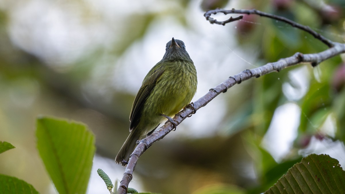 Streak-necked Flycatcher - ML612376820