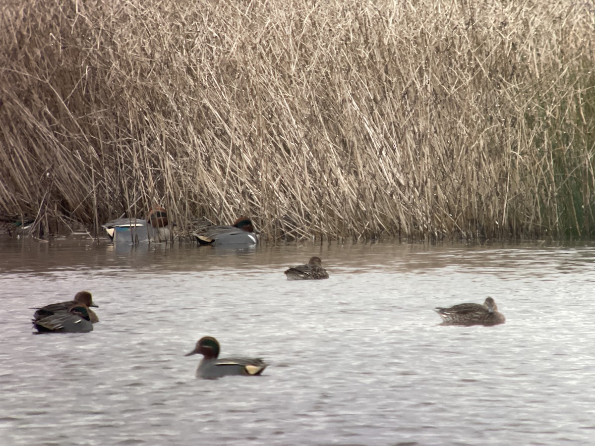 Green-winged Teal (American) - ML612376830