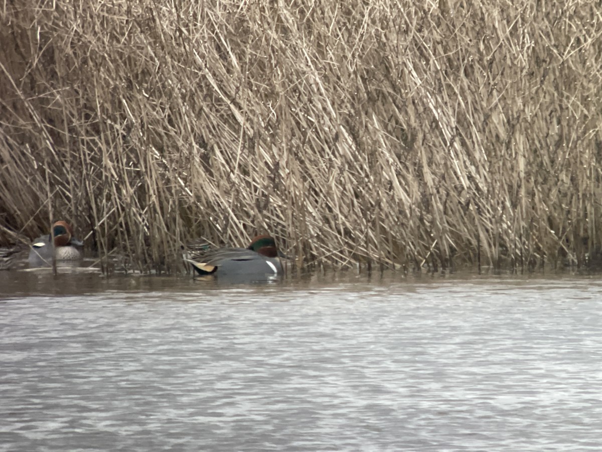 Green-winged Teal (American) - ML612376831