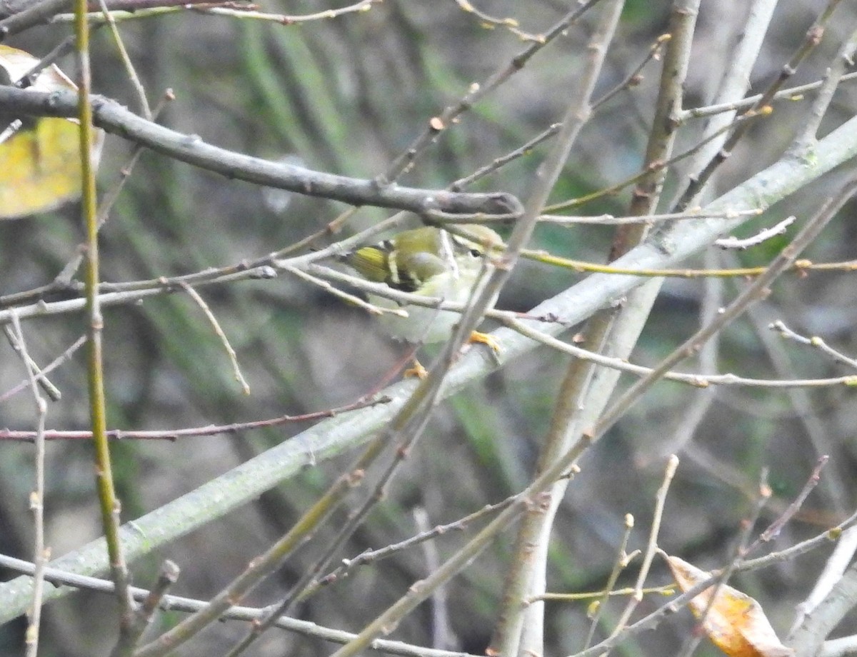 Yellow-browed Warbler - ML612376832