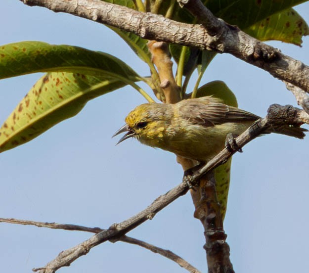 Yellow Penduline-Tit - ML612376944